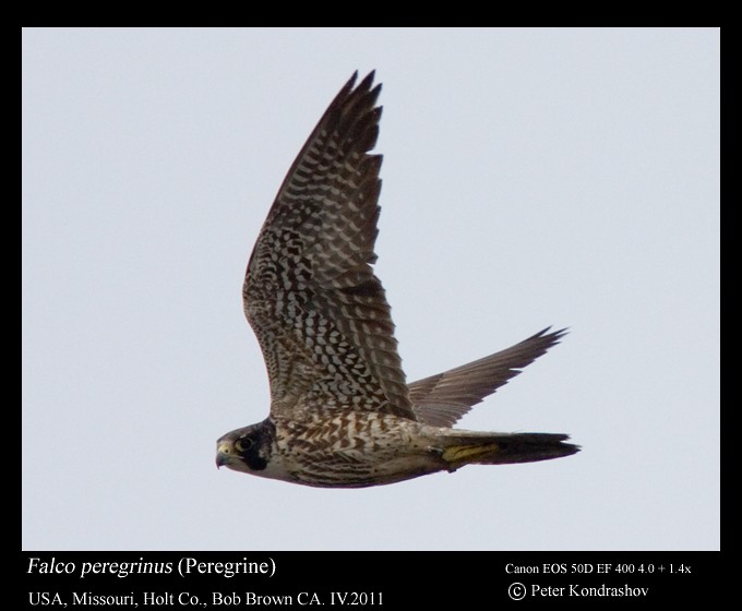 Peregrine Falcon (North American) - ML248269811