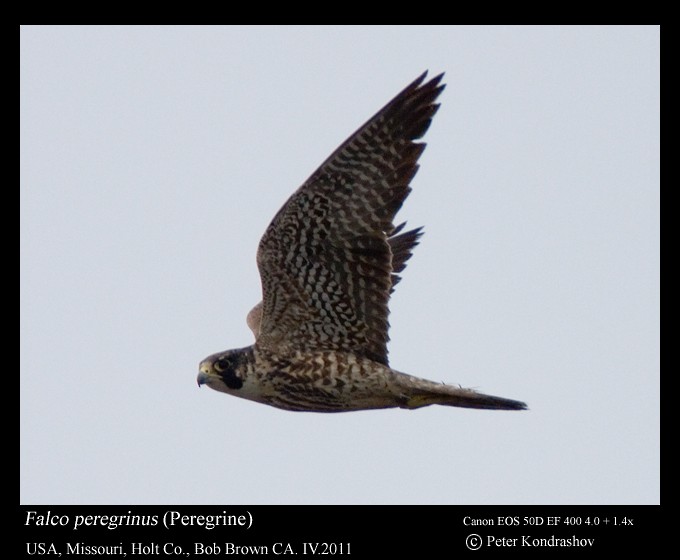 Peregrine Falcon (North American) - ML248269821