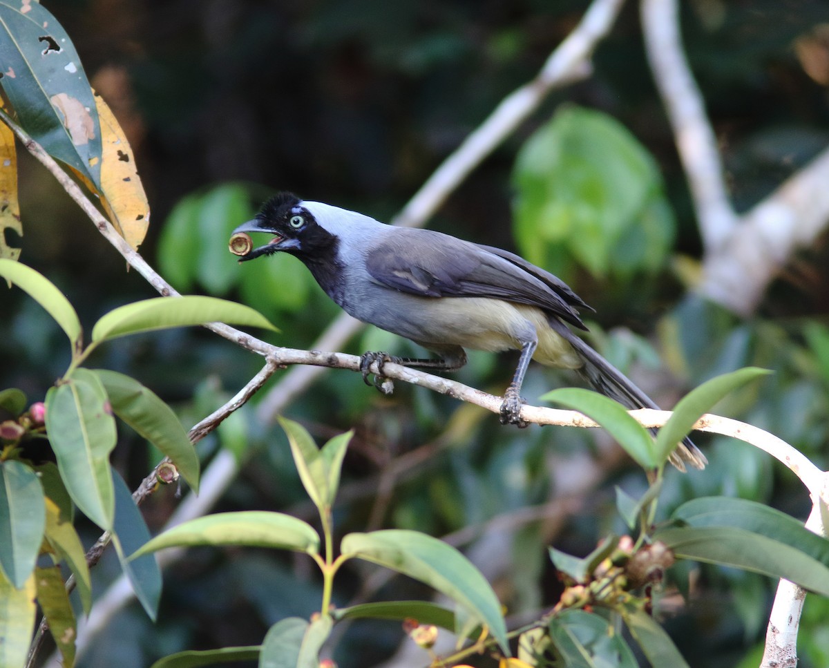 Azure-naped Jay (Campina) - ML248270261