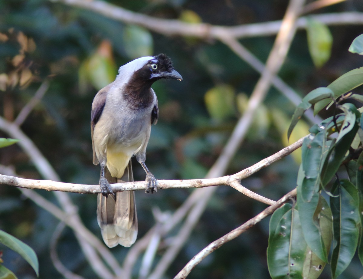 Azure-naped Jay (Campina) - ML248270291