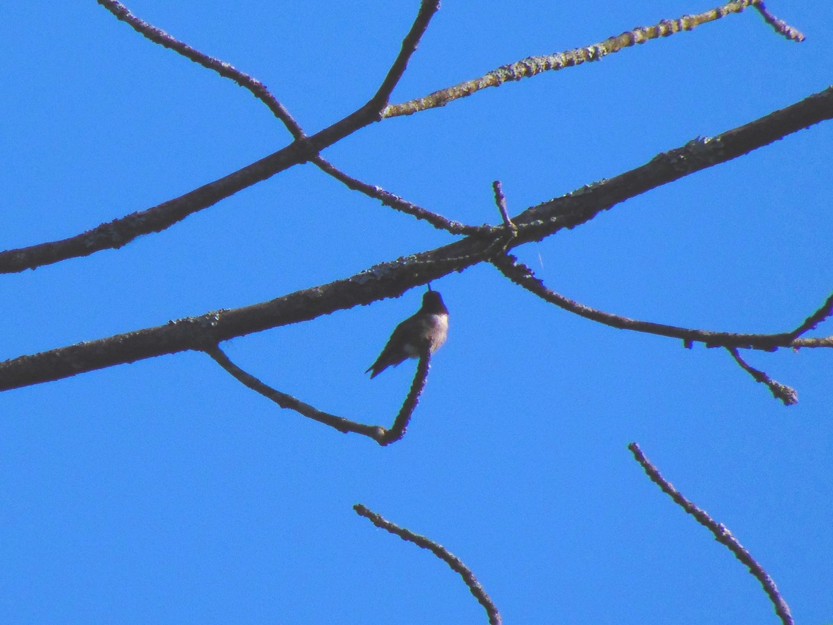 Colibrí Gorjirrubí - ML248271111