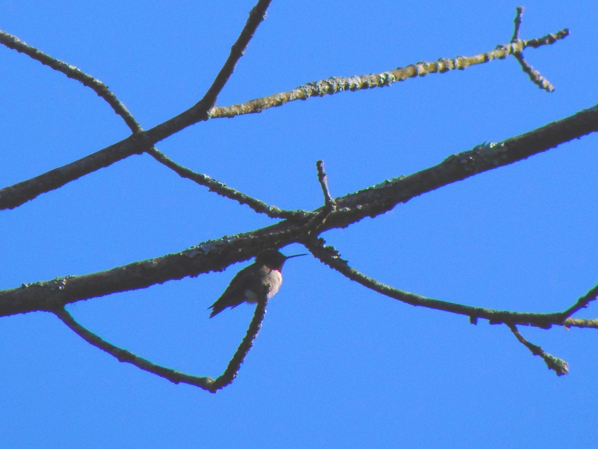 Ruby-throated Hummingbird - Ken Andrews