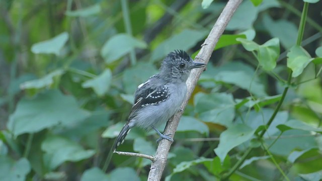 Black-crowned Antshrike - ML248271791