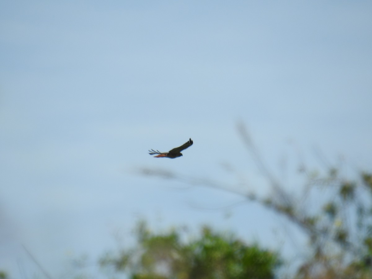 Rotschwanzbussard (socorroensis) - ML248271801