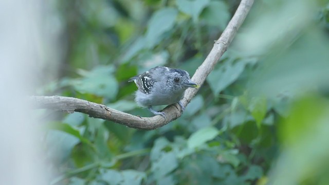 Black-crowned Antshrike - ML248271851