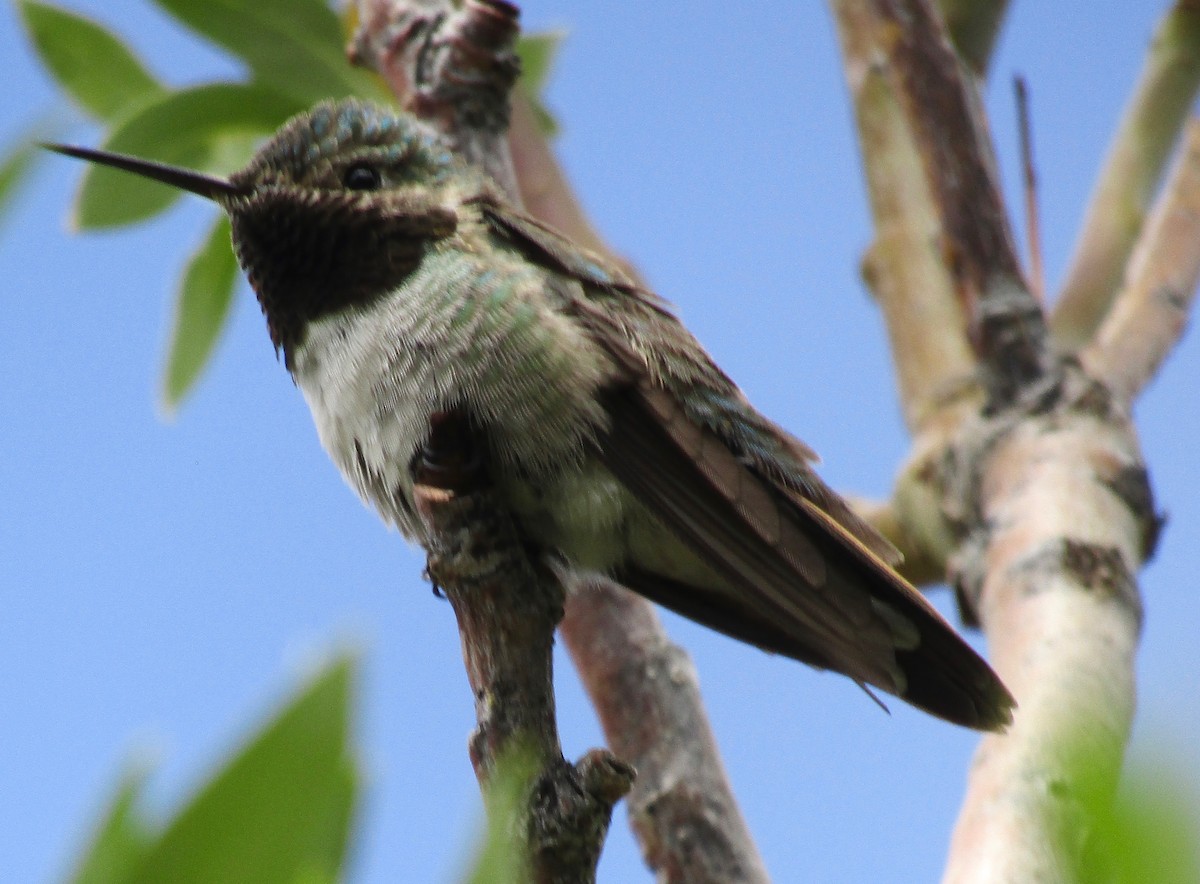 Broad-tailed Hummingbird - Al Zerbe