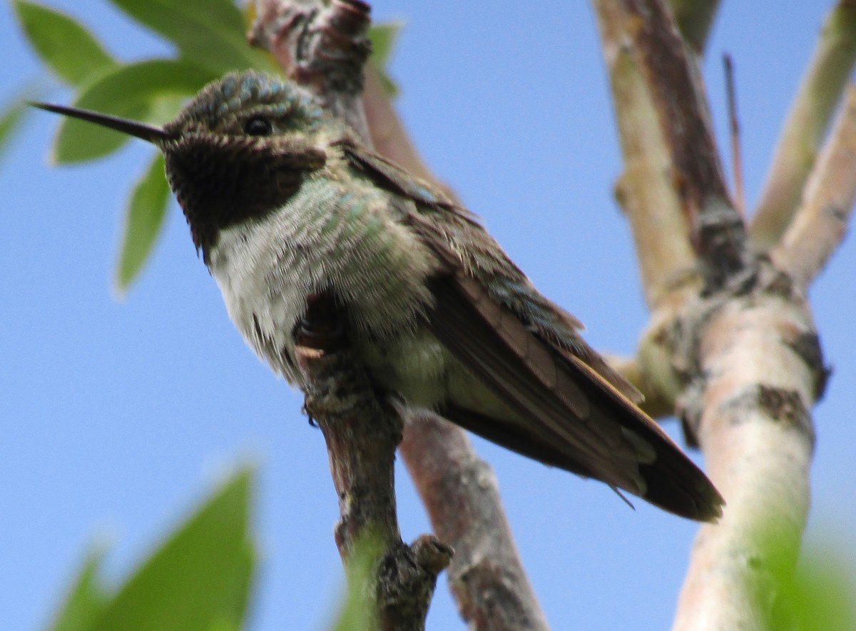 Colibrí Coliancho - ML248272501