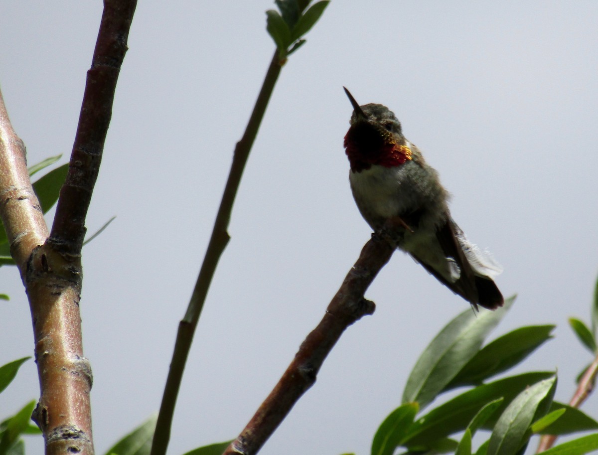 Broad-tailed Hummingbird - Al Zerbe