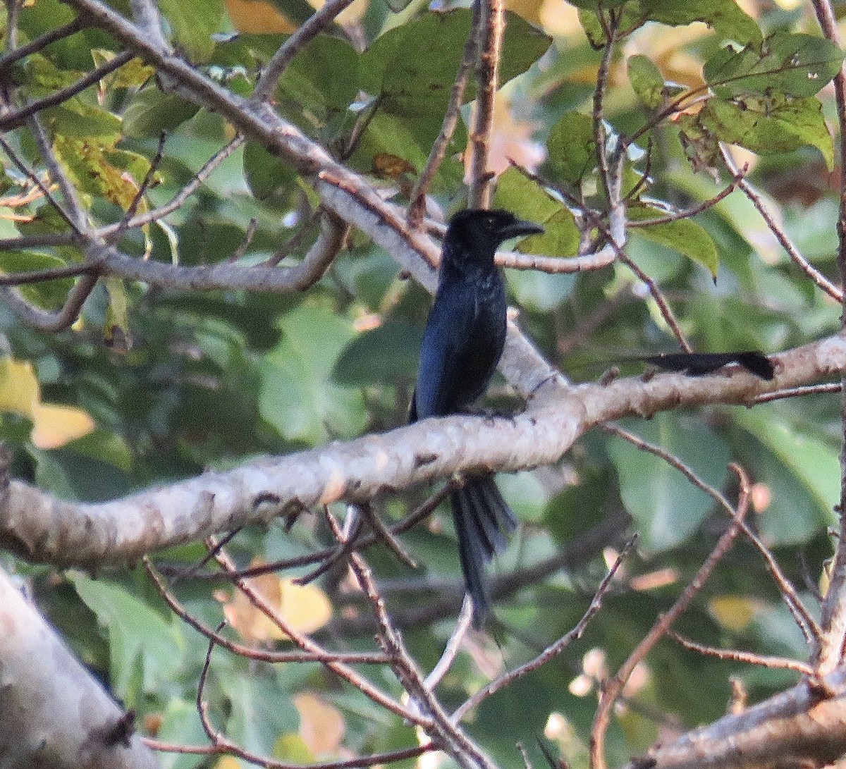 Andaman Drongo - Howard Laidlaw