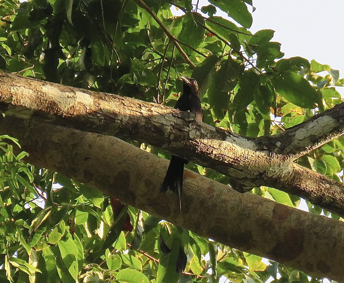 Andaman Drongo - ML248272861