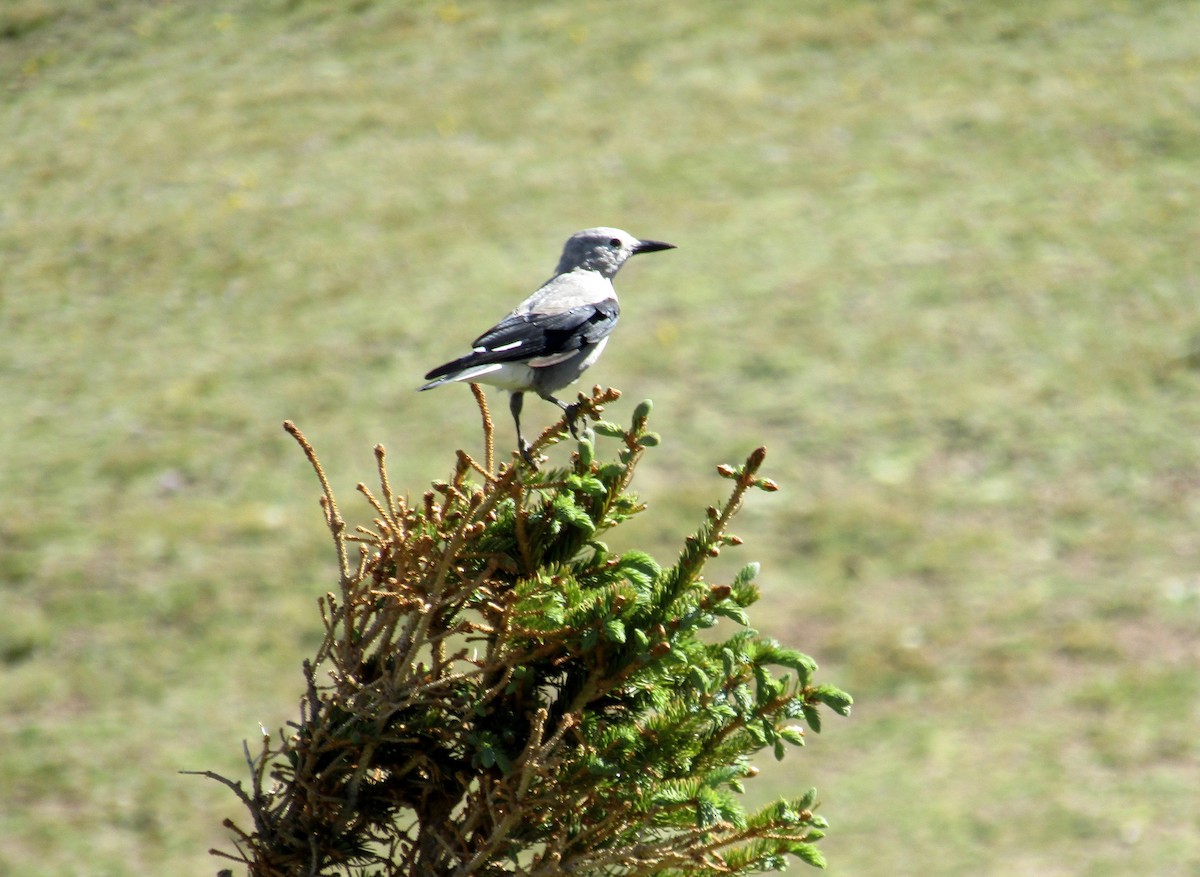 Clark's Nutcracker - ML248272911