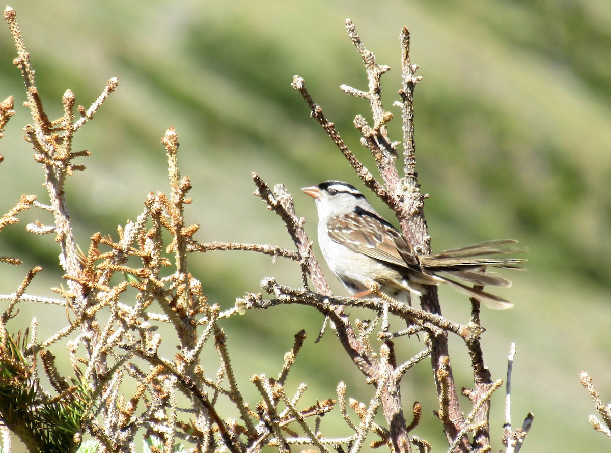 Bruant à couronne blanche - ML248273021