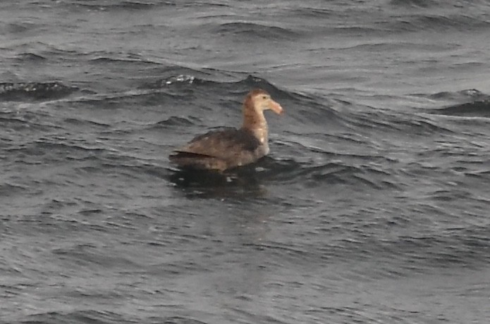 Northern Giant-Petrel - ML248273111