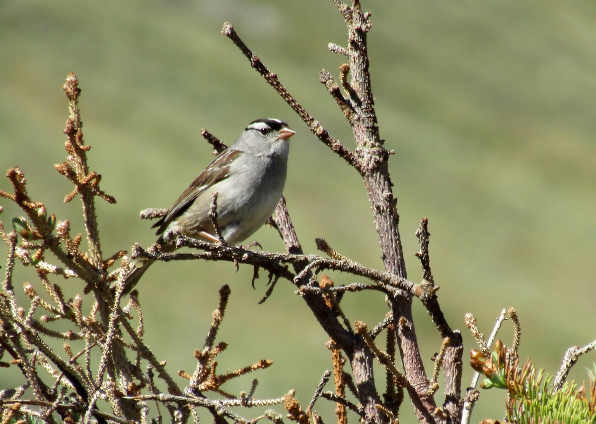 White-crowned Sparrow - Al Zerbe