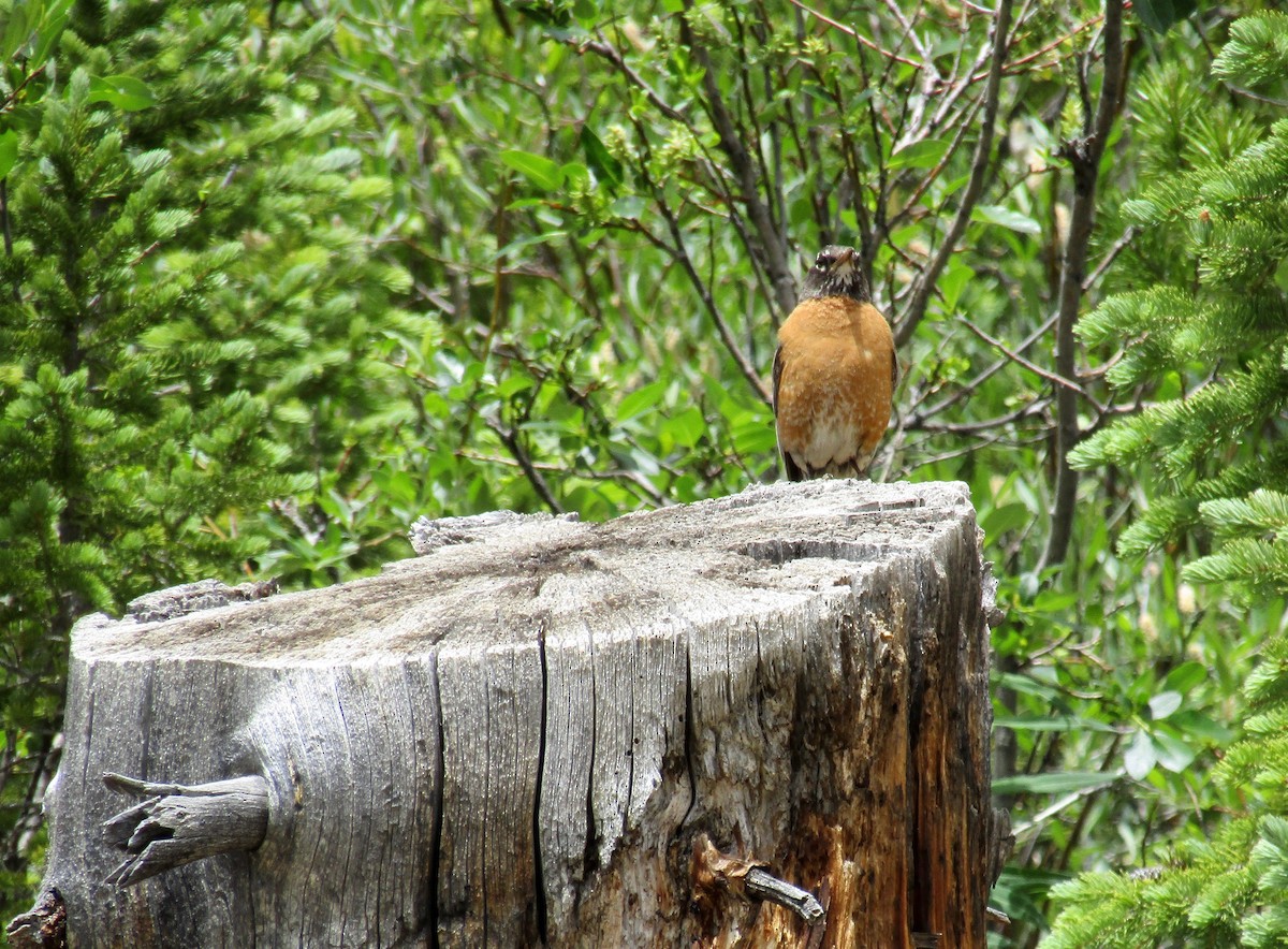 American Robin - Al Zerbe