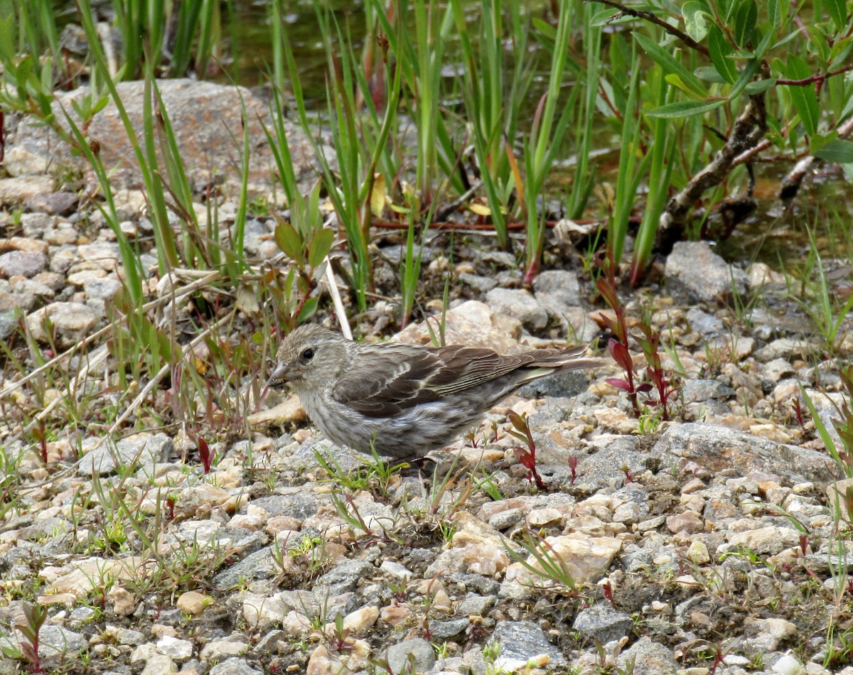 Pine Siskin - ML248273601