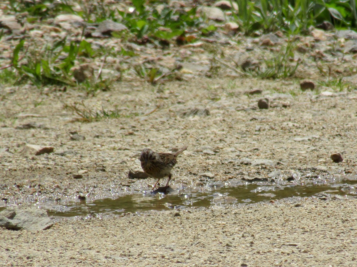 Lincoln's Sparrow - ML248273761