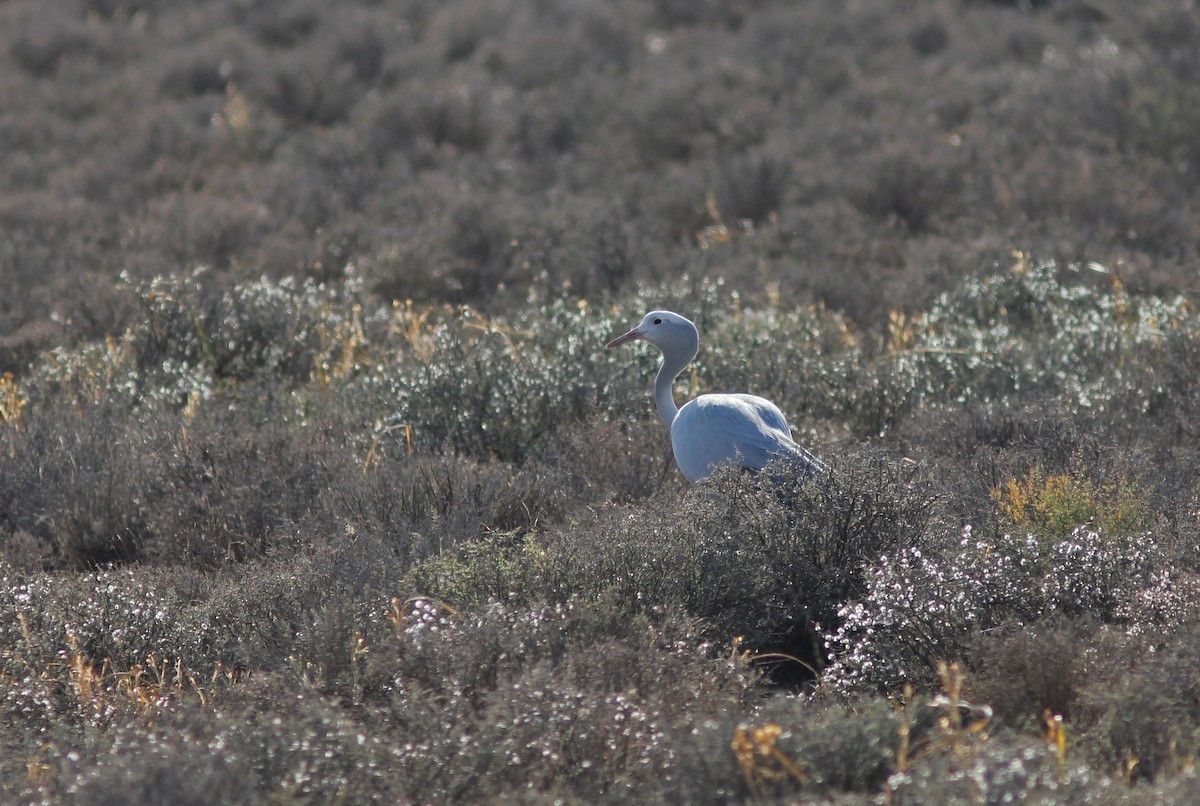 Blue Crane - ML248275101