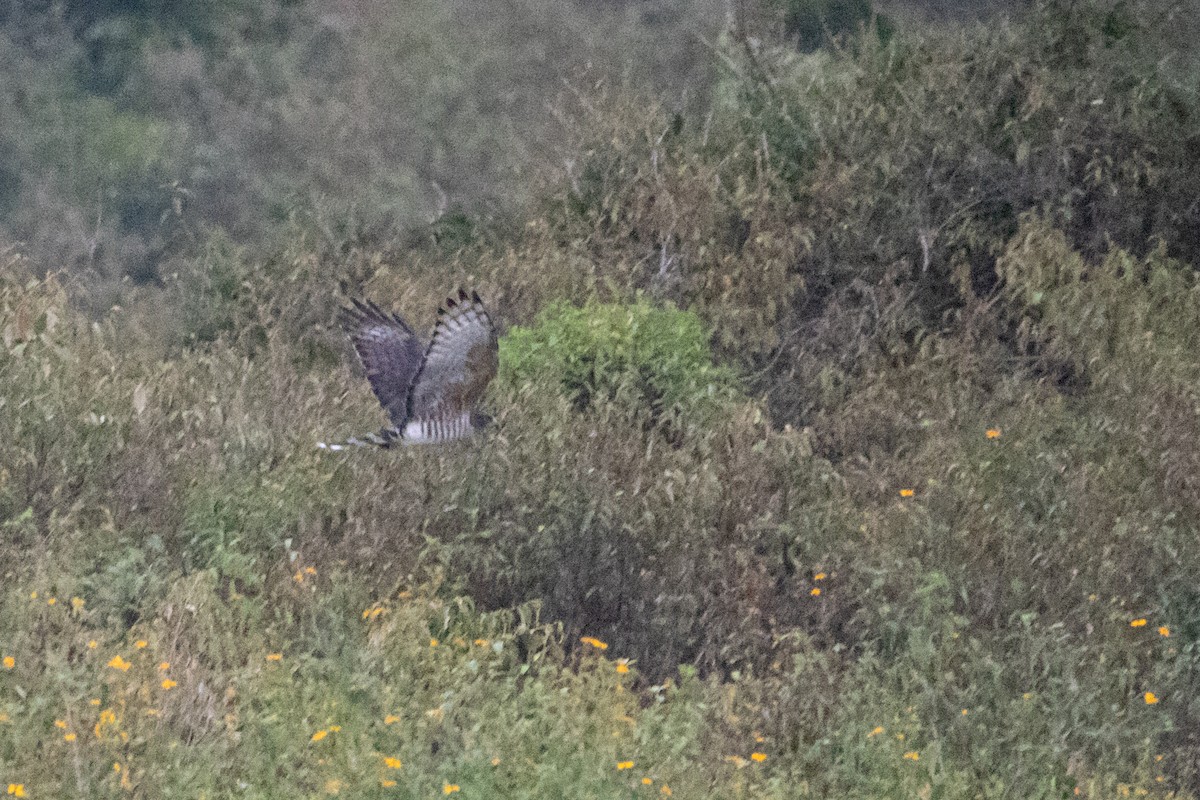 African Cuckoo-Hawk - ML248275441