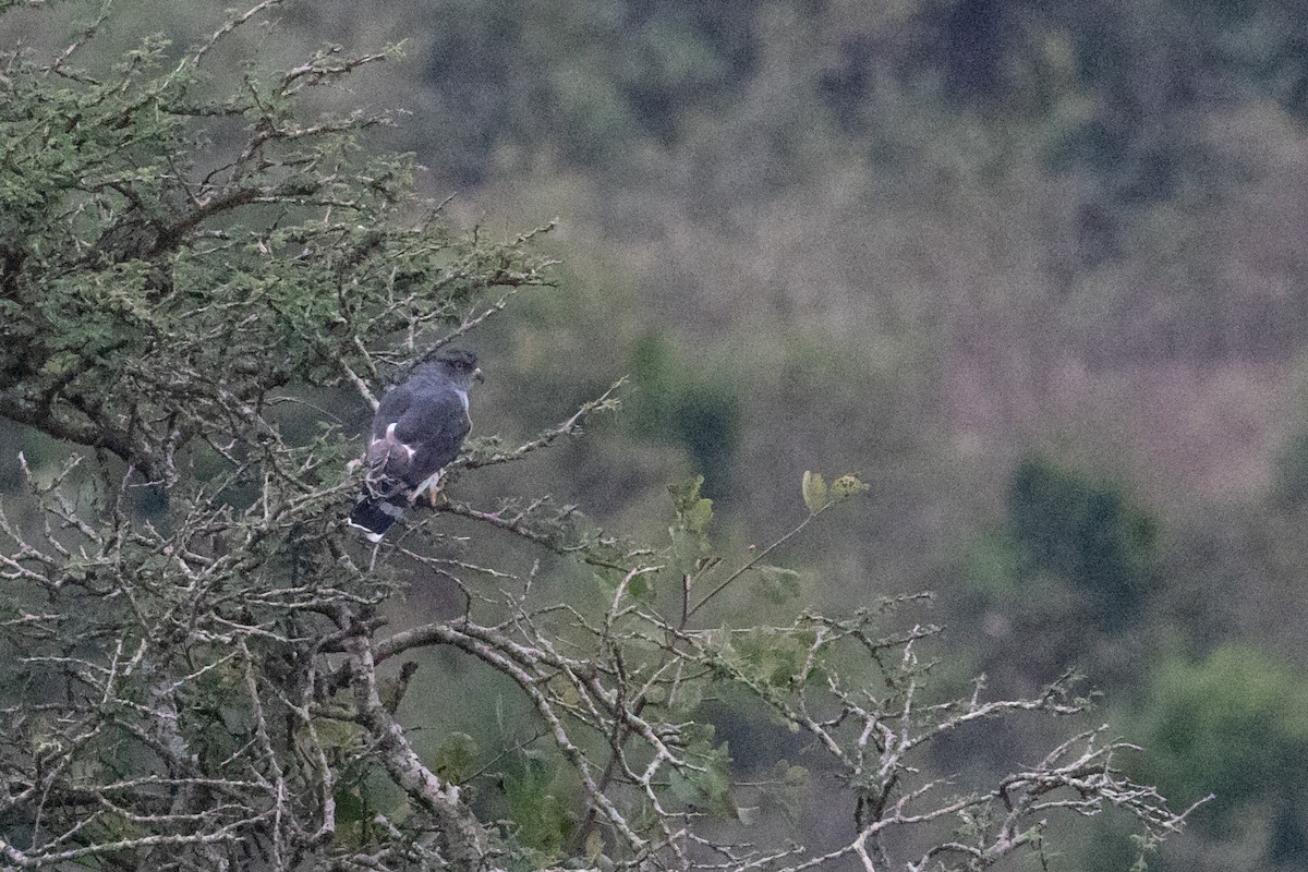 African Cuckoo-Hawk - ML248275461