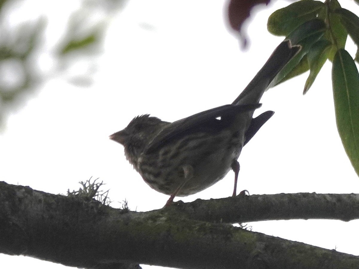 Purple Finch - ML248275571