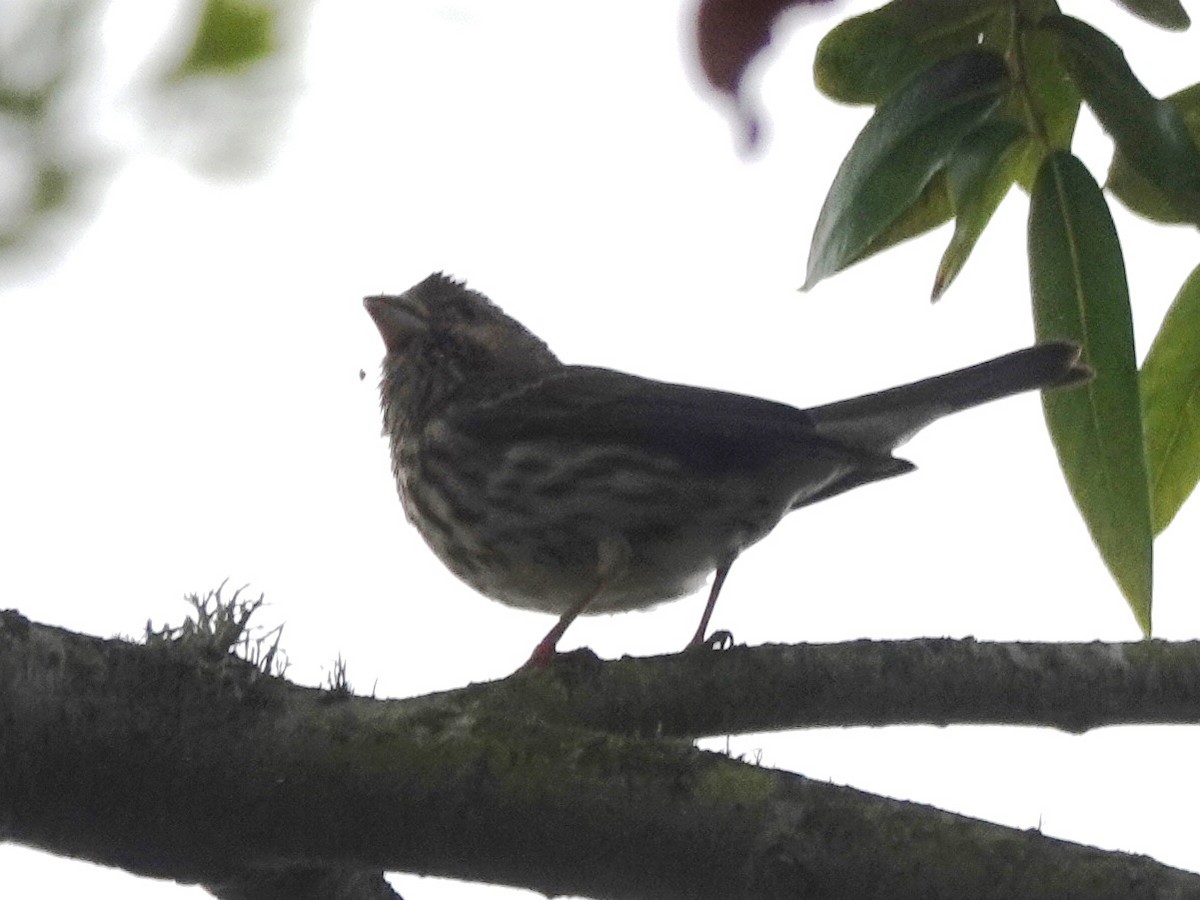 Purple Finch - ML248275591