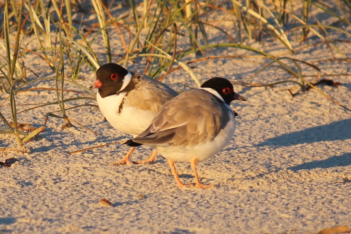 Hooded Plover - ML248276981