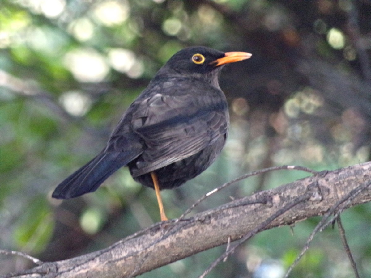 Chiguanco Thrush - ML248277291