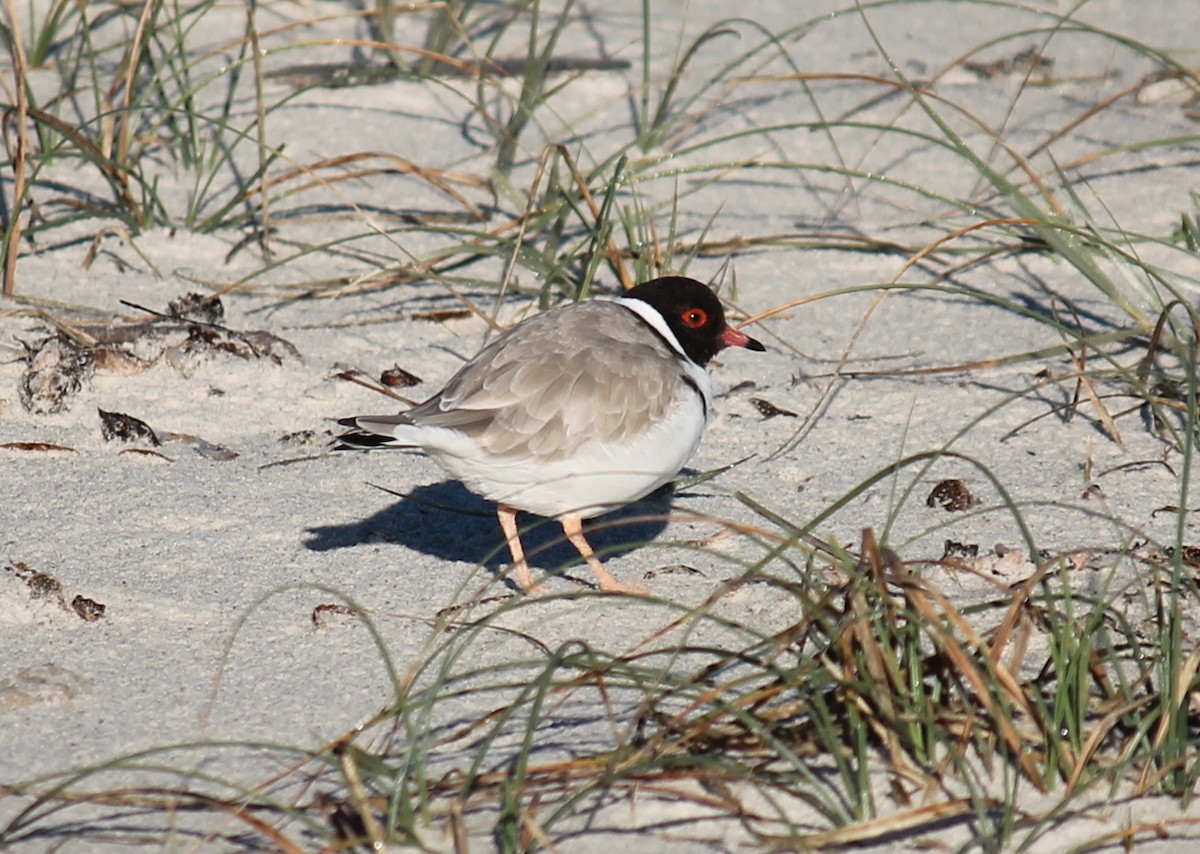 Hooded Plover - ML248277601