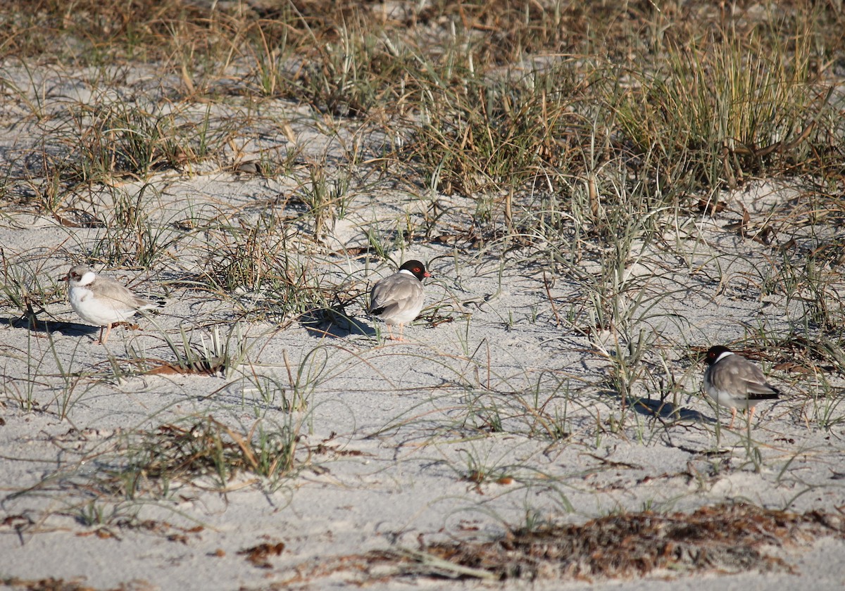 Hooded Plover - ML248277961