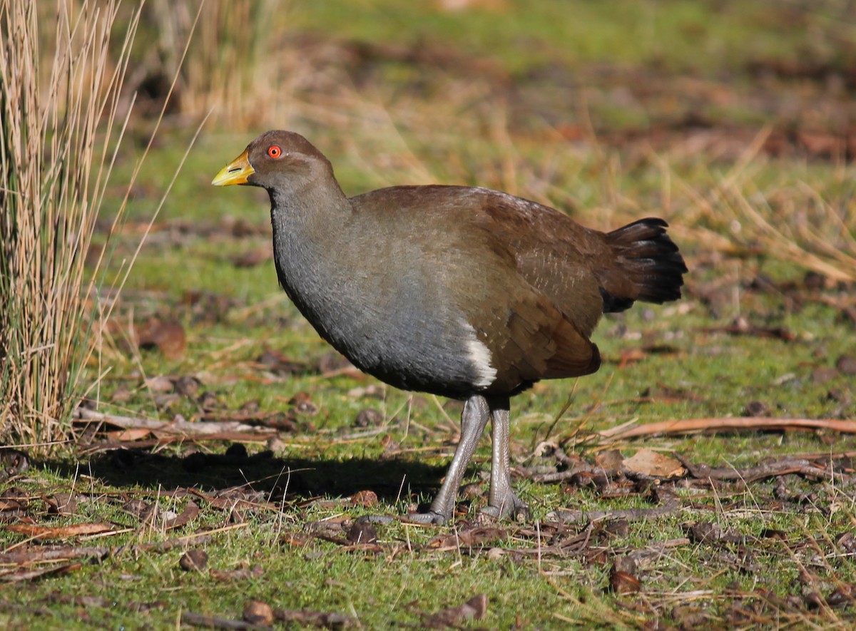 Tasmanian Nativehen - ML248278131