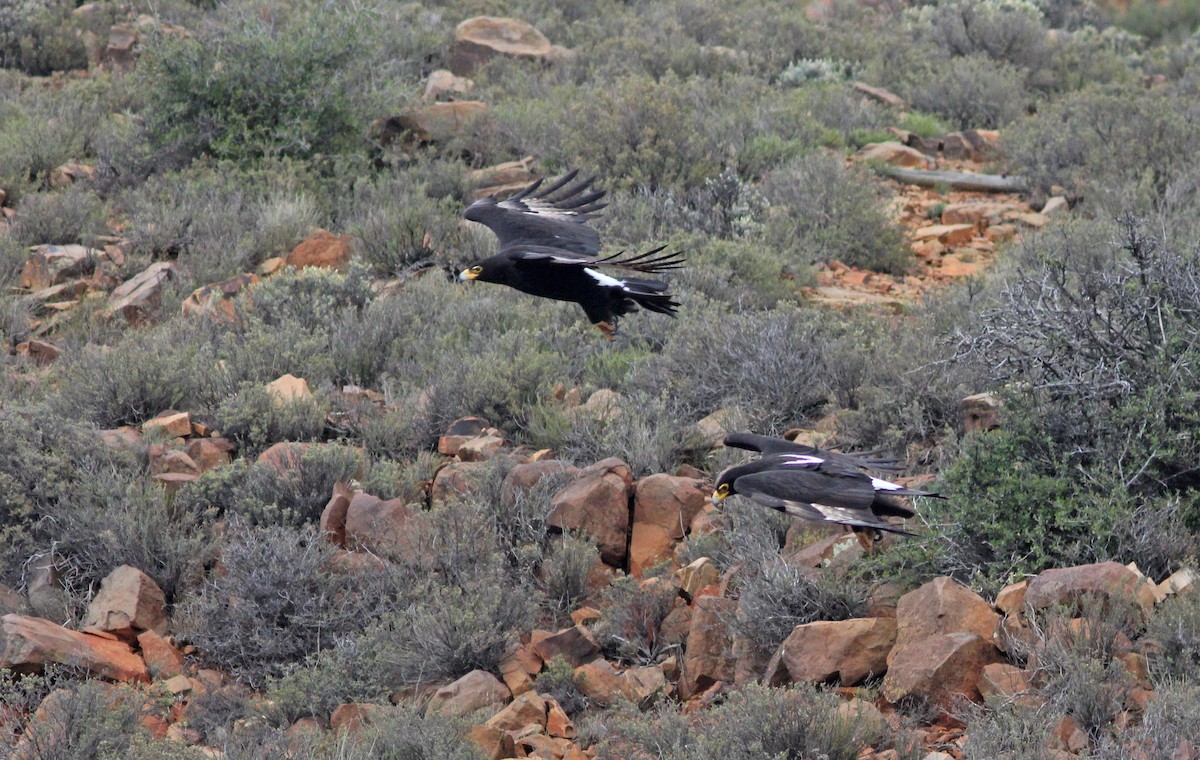 Águila Cafre - ML248278361