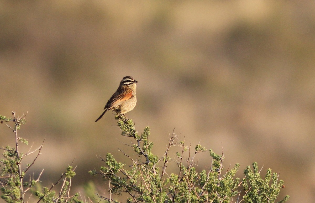 Cape Bunting - Thomas Galewski