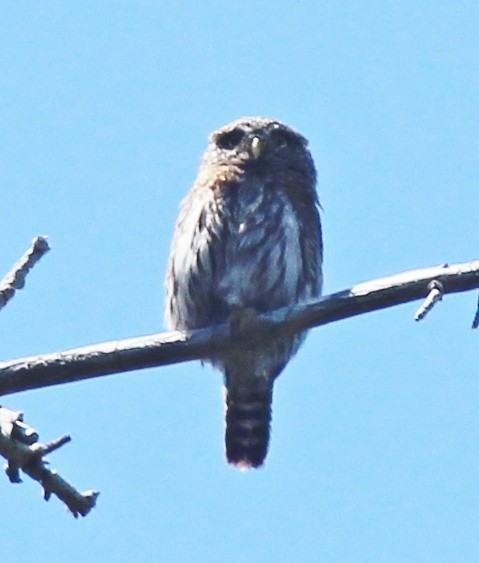 Northern Pygmy-Owl - ML248280461