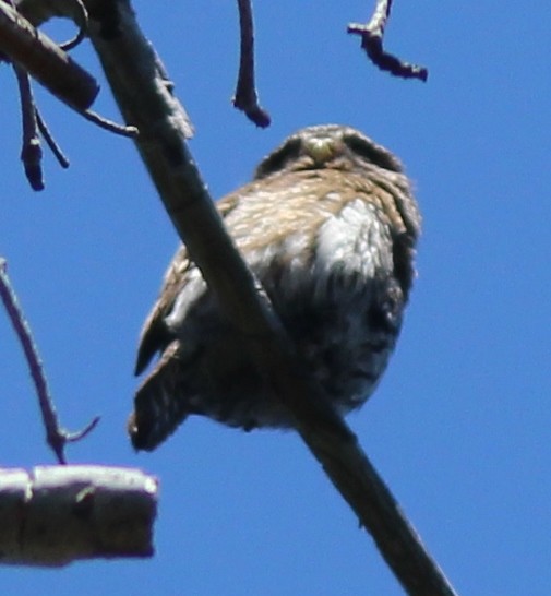 Northern Pygmy-Owl - ML248280471