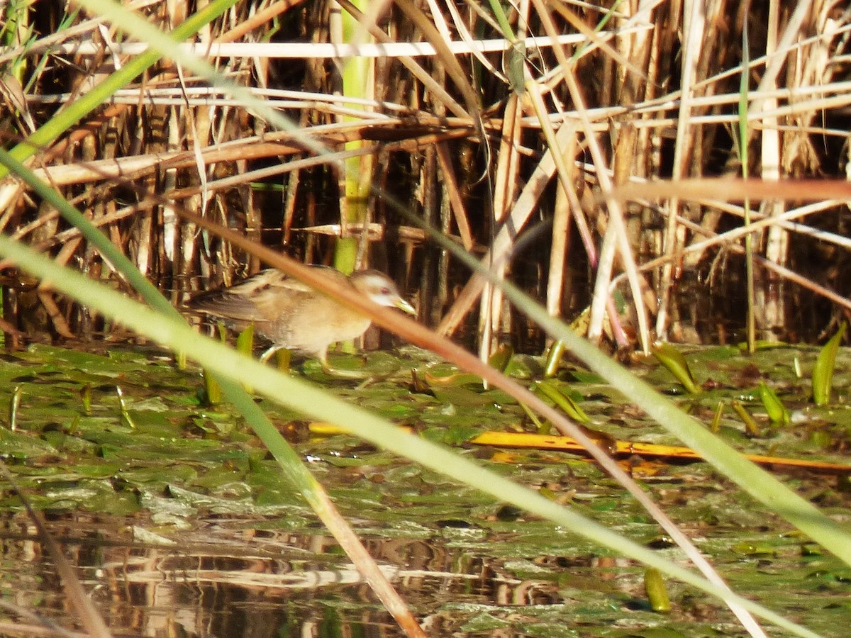 Little Crake - ML24828201