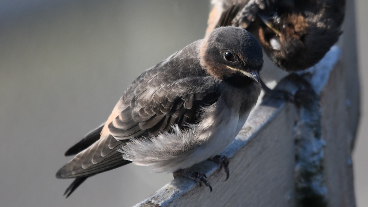 Cliff Swallow - Carl Winstead