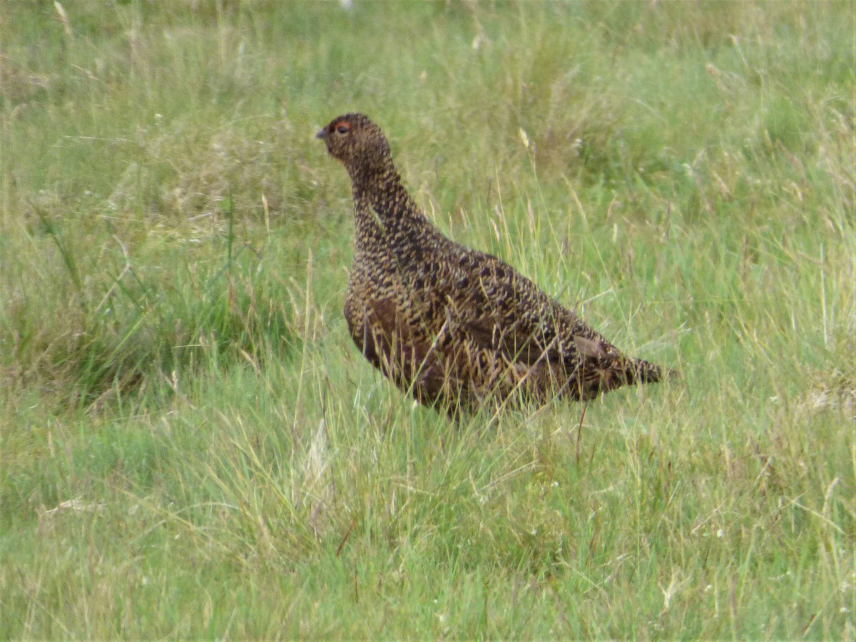 Willow Ptarmigan - Mike Tuer