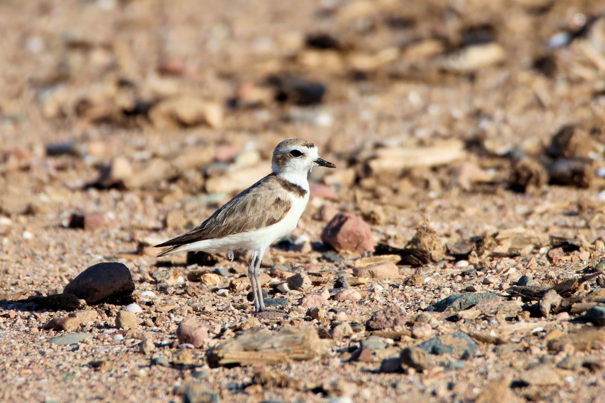 Snowy Plover - Diana Spangler