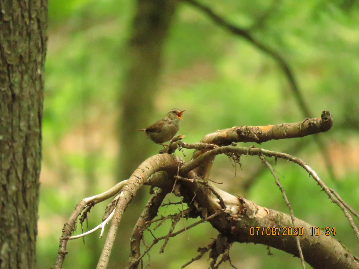 Winter Wren - ML248284941