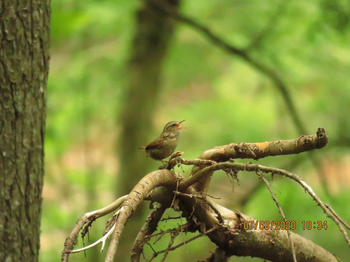 Winter Wren - ML248284951