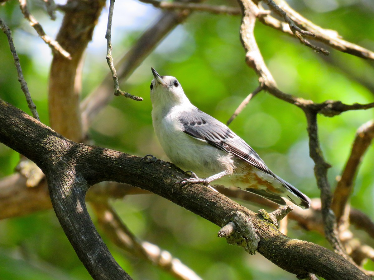 White-breasted Nuthatch - ML248285021