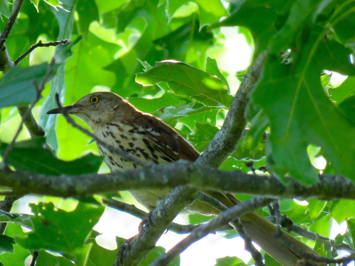 Brown Thrasher - ML248285041