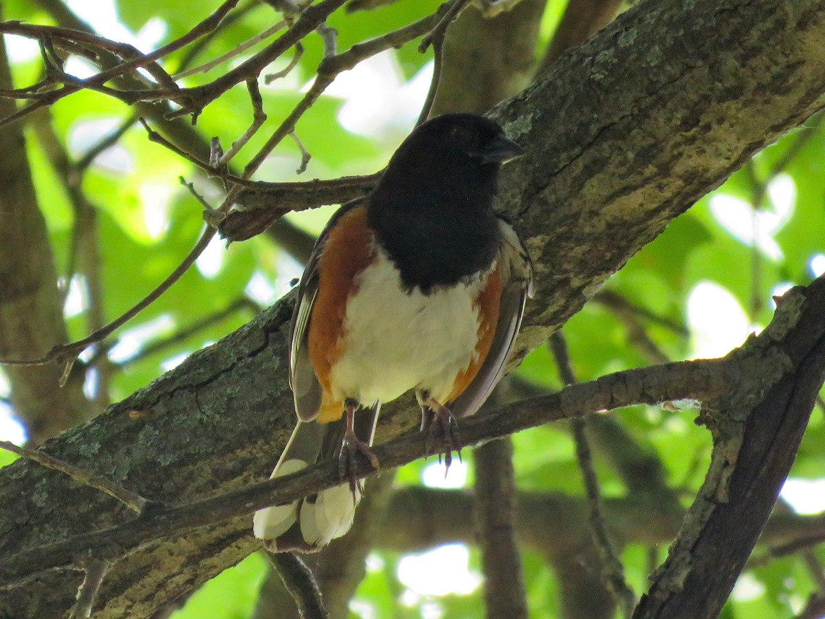 Eastern Towhee - ML248285111