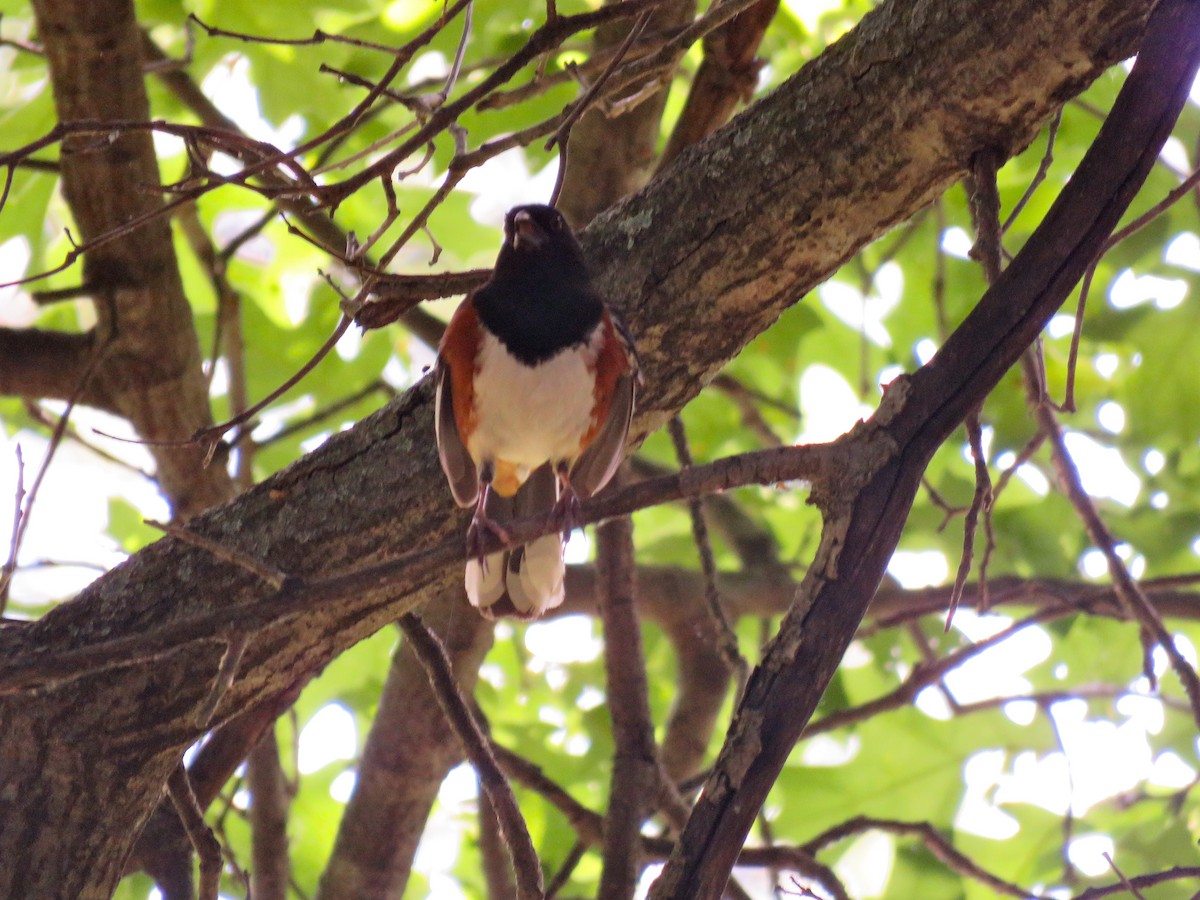 Eastern Towhee - ML248285121