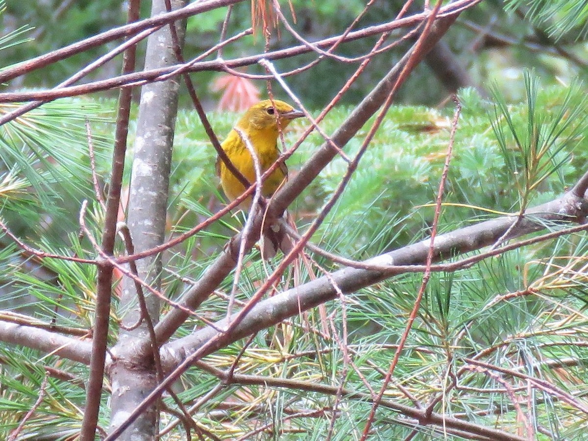 Pine Warbler - Cheryl Ring