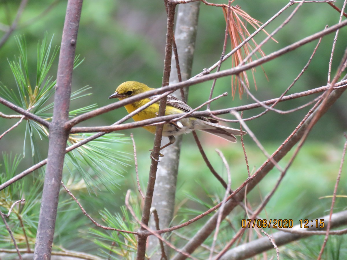 Pine Warbler - Cheryl Ring