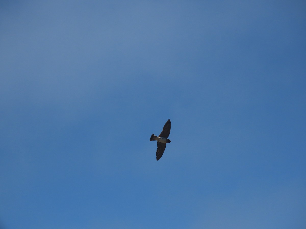 Golondrina Risquera - ML248285251