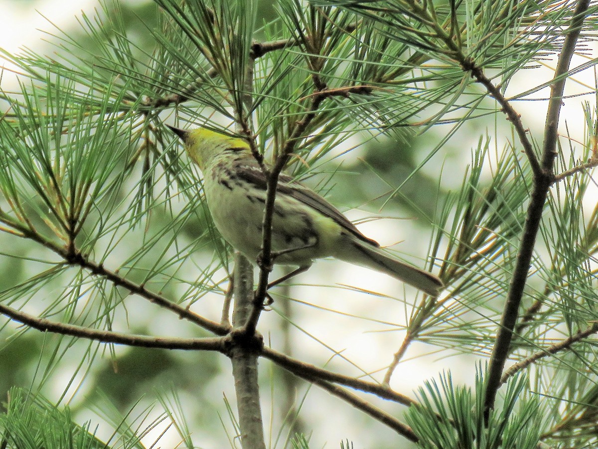 Black-throated Green Warbler - ML248285261