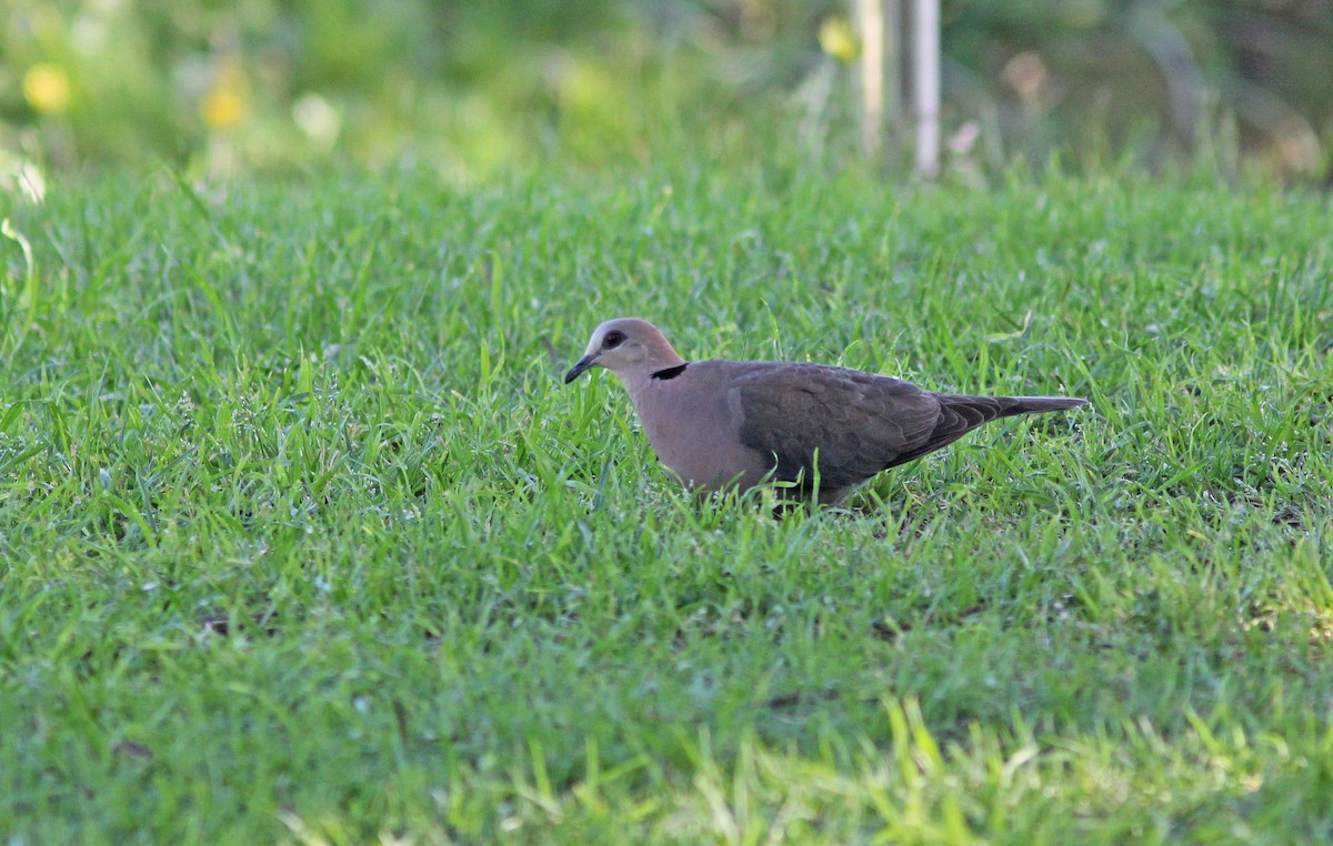 Red-eyed Dove - Thomas Galewski